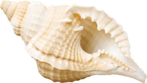 shell