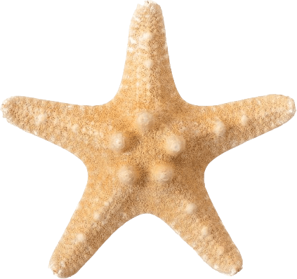 starfish